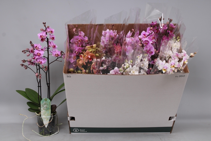 <h4>PHAL MF GEM 5 KL</h4>