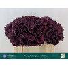 Hydrangea mag ruby aubergine