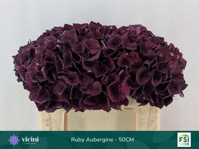 Hydrangea mag ruby aubergine
