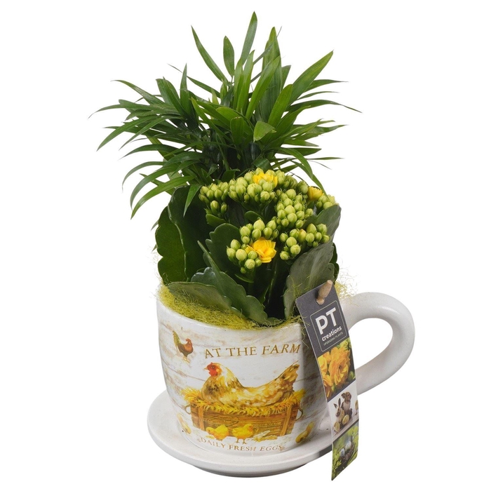 <h4>Arr. Pasen L%</h4>