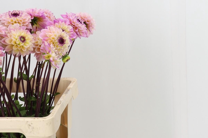 <h4>Dahlia Yellow Jill</h4>