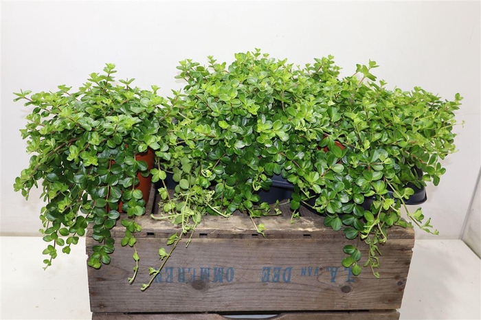 <h4>Pep Rotundifolia</h4>