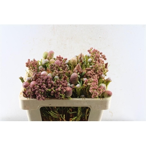 Kaaps Cone Mix Gemengd In Bos