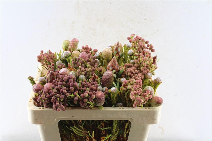 <h4>Kaaps Cone Mix Gemengd In Bos</h4>