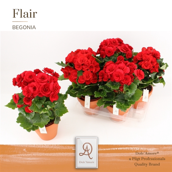 <h4>Begonia Baladin P14 Dolc'Amore® Terracotta Keramiek</h4>