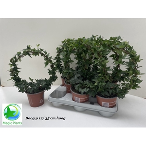 !! PROMO !! HEDERA SHAMROCK MIRROR P12