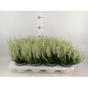 Calluna vulg. 'Beauty L Verenka'