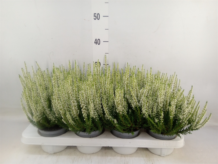 <h4>Calluna vulg. 'Beauty L Verenka'</h4>