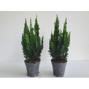 Chamaecyparis lawsoniana 'Little Spire' p13