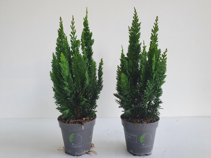 <h4>Chamaecyparis lawsoniana 'Little Spire' p13</h4>