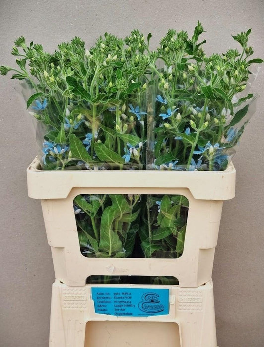 Oxypetalum Heavenbor