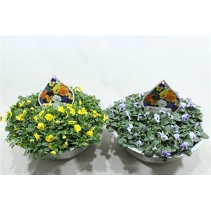 0. ZINK SCHAAL VIOLEN DIV KL