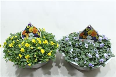 <h4>0. Zink Schaal Violen Div Kl</h4>