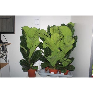 Ficus Lyrata