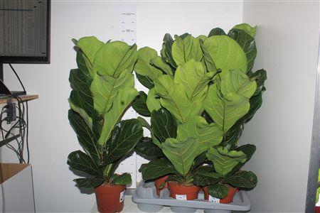<h4>Ficus Lyrata</h4>