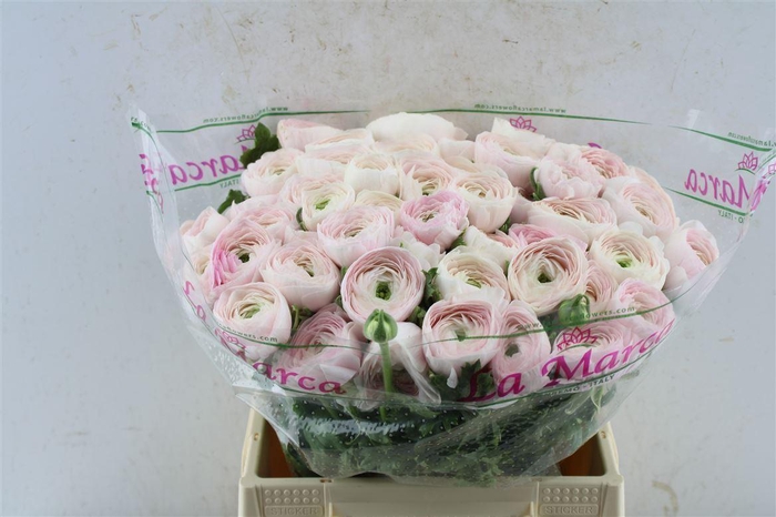 Ran Kloon Extra Hanoi