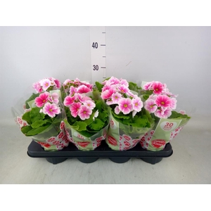 Primula obcon. 'Touch Me Red White'