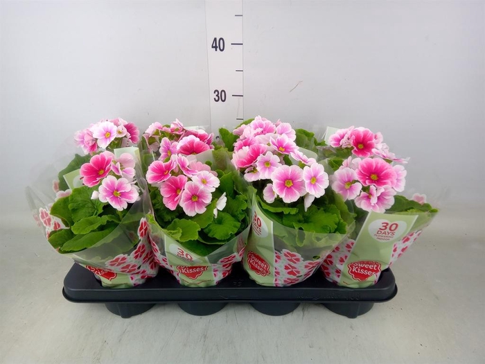<h4>Primula obcon. 'Touch Me Red White'</h4>