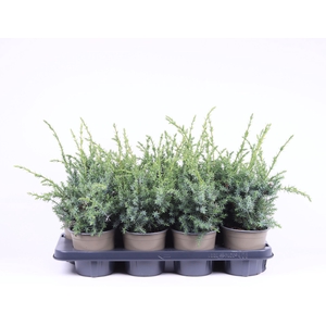 Juniperus chinensis Blue Alps