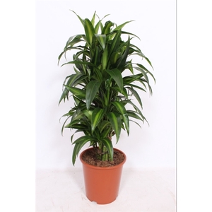 Dracaena Hawaiian Sunshine