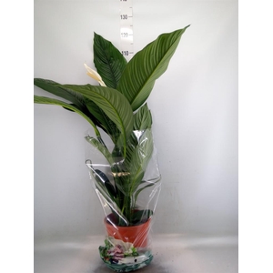 Spathiphyllum  'Sensation'