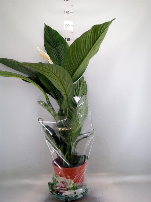 <h4>Spathiphyllum  'Sensation'</h4>
