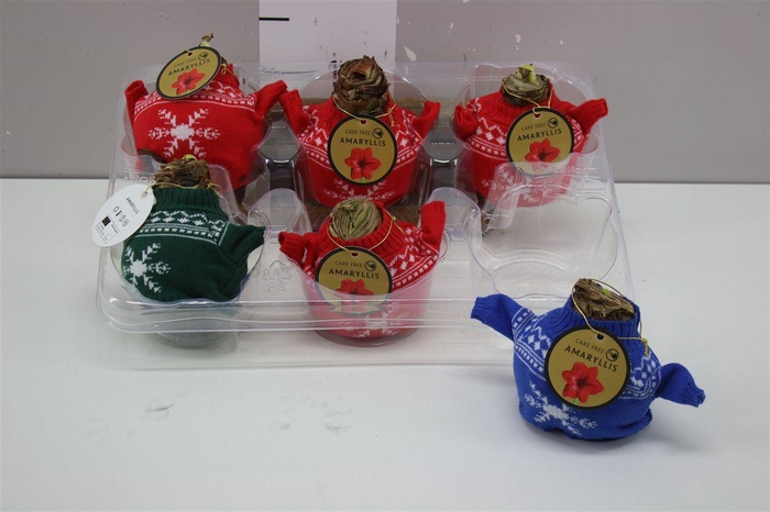 <h4>Hippeastrum In Bodywarmer Mix</h4>