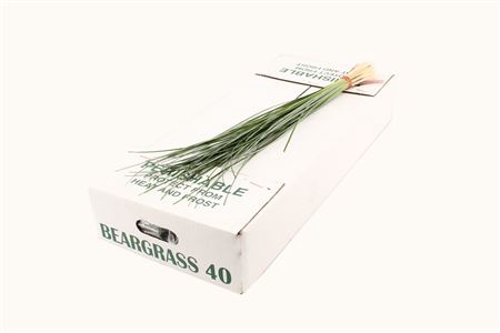 <h4>BEARGRASS AIR</h4>