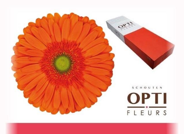 <h4>GE GR ATLANTA</h4>