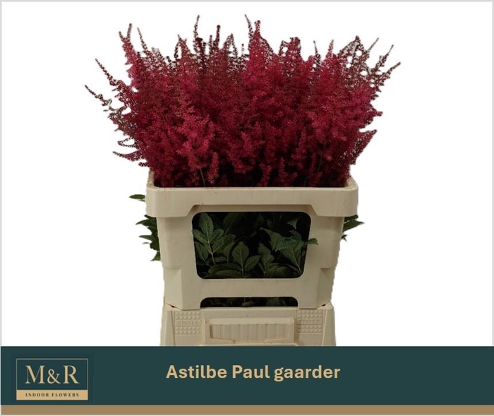 <h4>ASTIL AR PAUL GAARDE</h4>