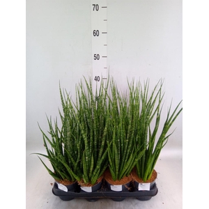 Sansevieria cyl.  ...