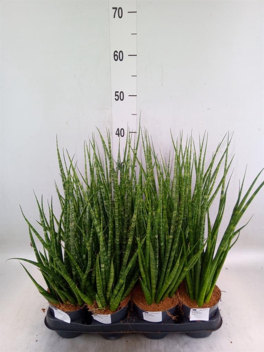<h4>Sansevieria cyl.  ...</h4>