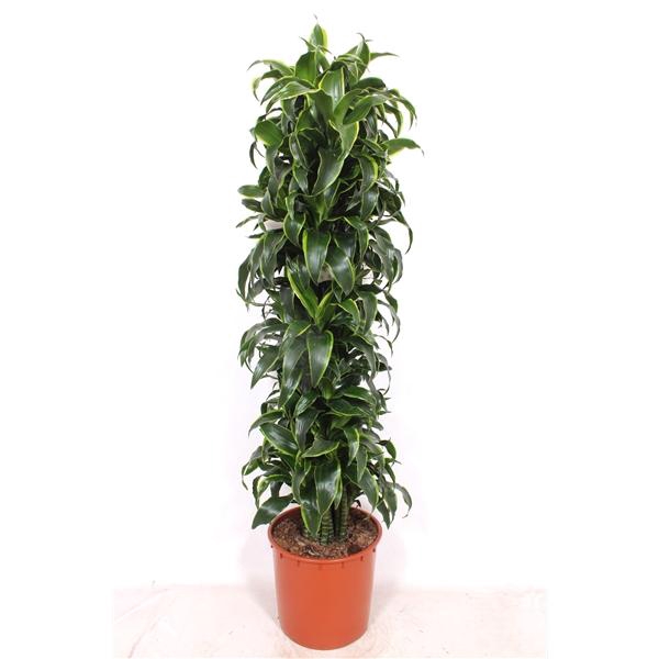 <h4>Dracaena fragrans Compacta Grp 'Dorado' (toef)</h4>