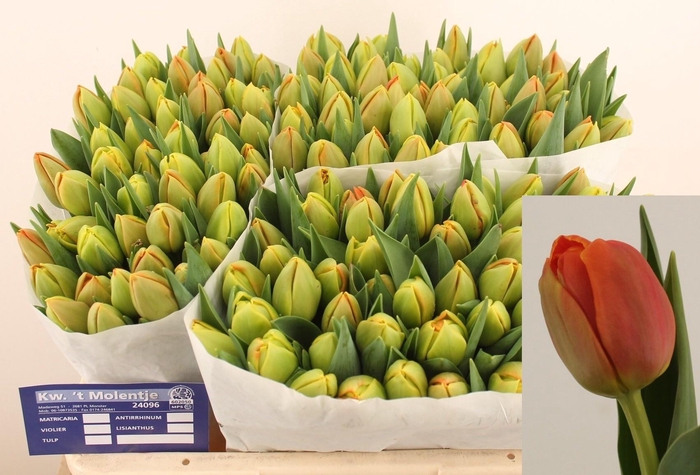 <h4>TU DU ICOON</h4>