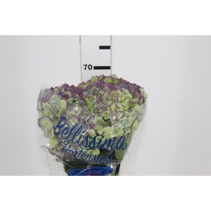 HORTENSIA FORCE CLASSICA 060 CM BICOLOR