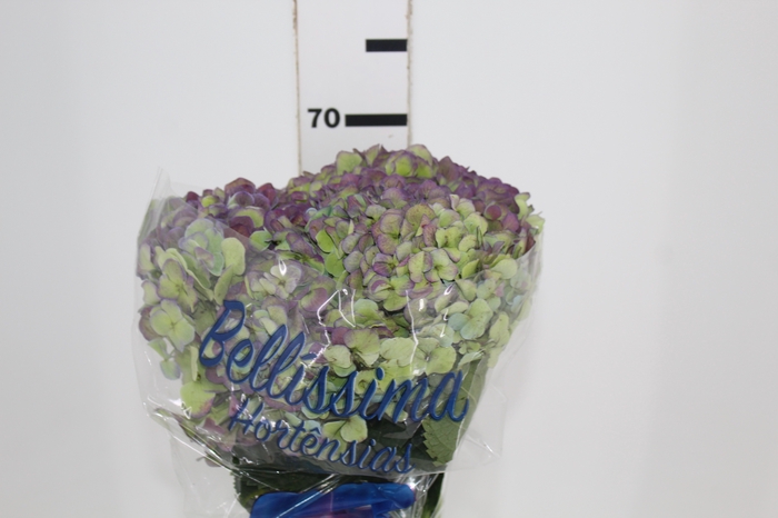 <h4>HORTENSIA FORCE CLASSICA 060 CM BICOLOR</h4>