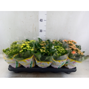 Kalanchoe blos.   ..rosebud mix  5