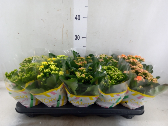 <h4>Kalanchoe blos.   ..rosebud mix  5</h4>