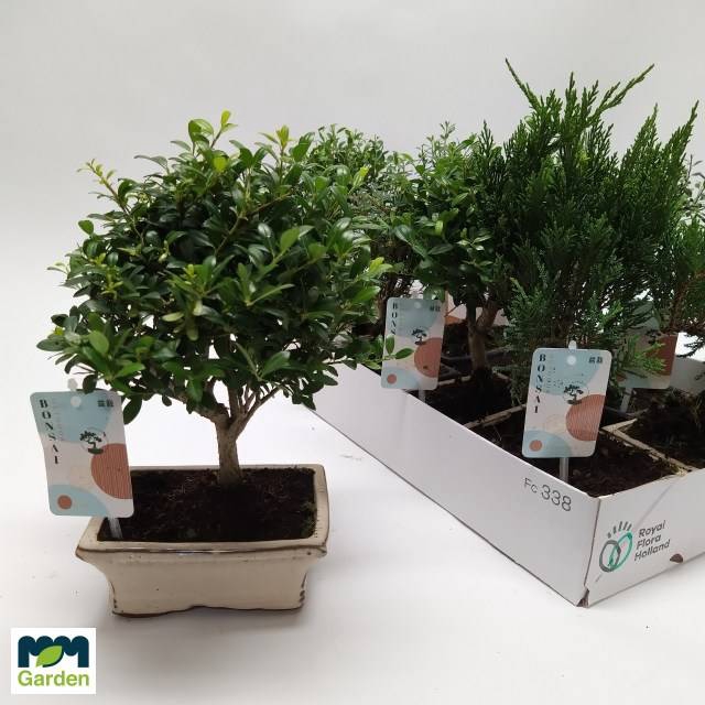 <h4>BONSAI GEM</h4>