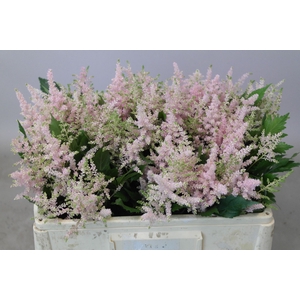 Astilbe Europa