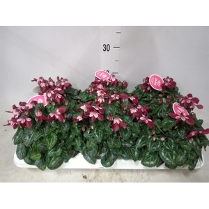 Cyclamen KL 'Djix'