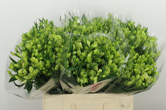 <h4>Alstr Flor White Pearls</h4>
