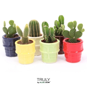 TRULY Cactus, ice cream