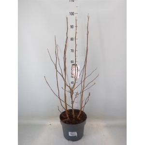 Magnolia stellata 'Rosea'