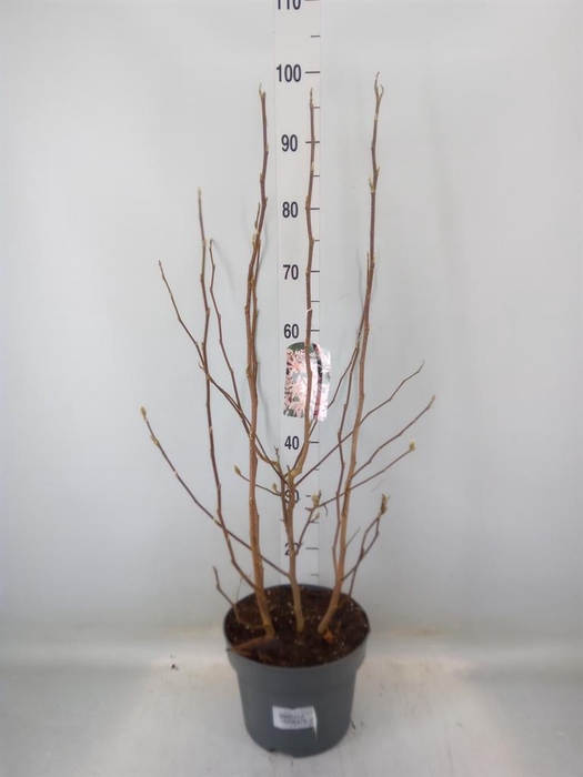 <h4>Magnolia stellata 'Rosea'</h4>