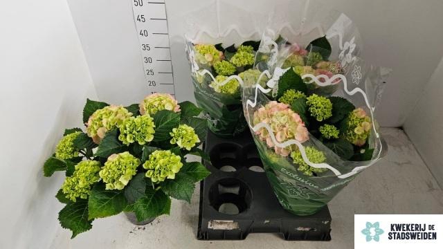 <h4>HYDR M MONACO</h4>