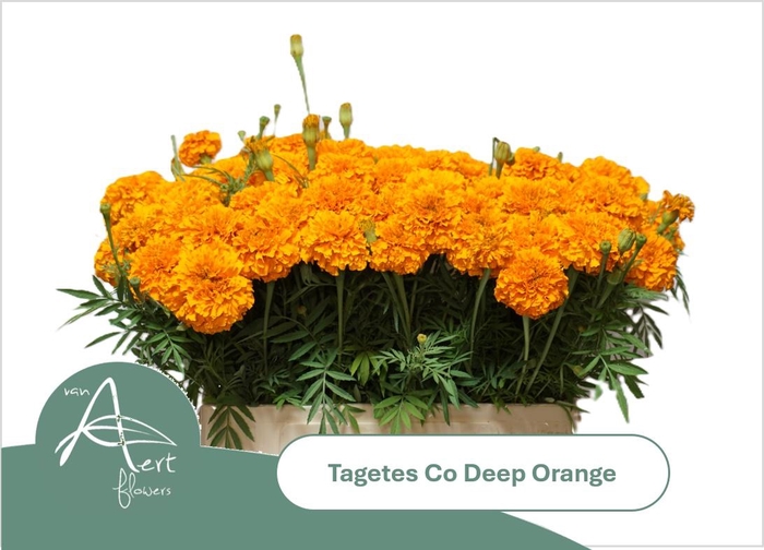 <h4>TAGE E CO DEEP ORANG</h4>
