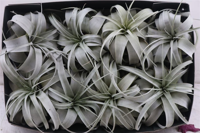 <h4>Tillandsia Xeropgraphica X8</h4>