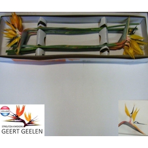 STREL RE YE JOSEPHIE