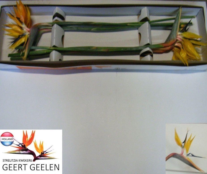 <h4>STREL RE YE JOSEPHIE</h4>